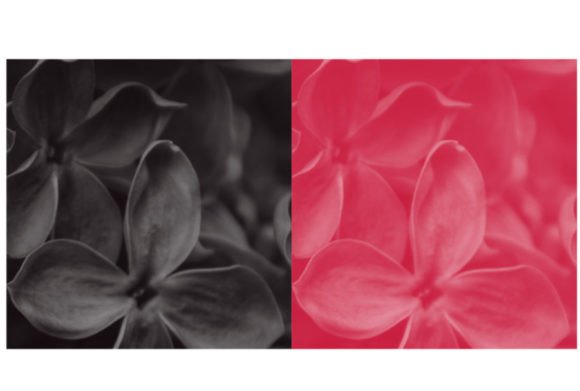 Big Rose Brush: A Practical Guide to Digital Floral Assets and Workflow Integration