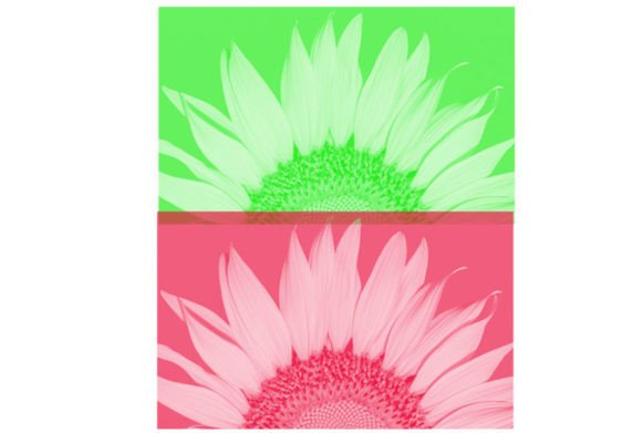 Evaluating the Sunflower Brush Set for Digital Art and Design Workflows